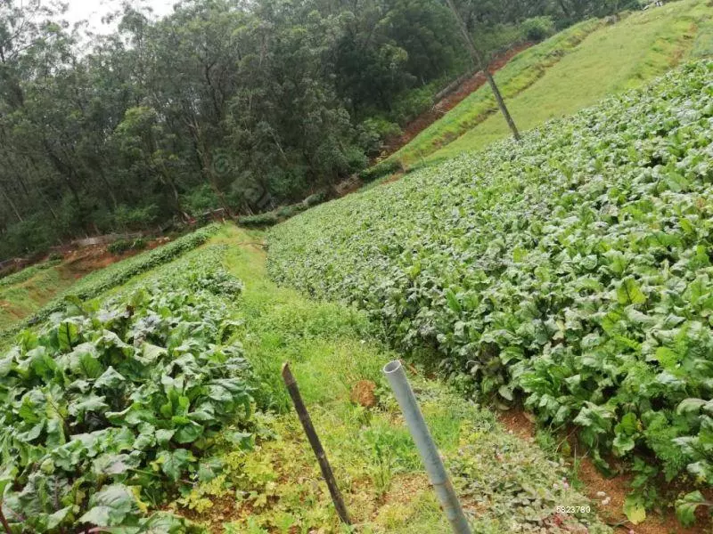 Cultivated Land For Sale In Nuwara Eliya | 184 Perches | LKR 280,000 Per Perch | KO-647